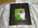 書写真展の猫の写真の額装品