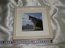 書写真展の猫の写真の額装品